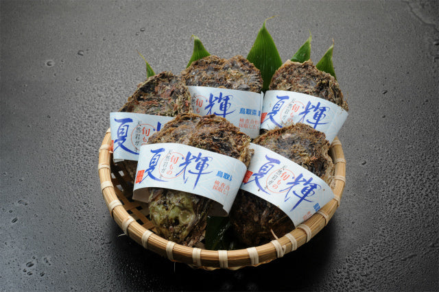 鳥取賀露港　天然岩がき　夏輝（なつき）