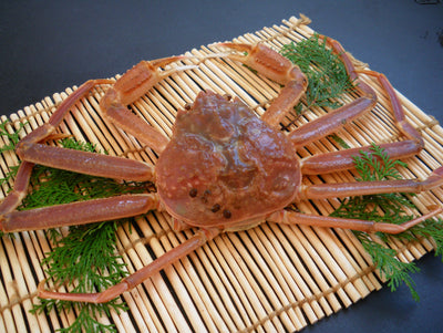 松葉がに（特大・2~2.5人前~） 800g以上 生