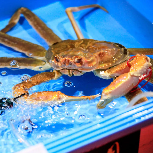 【早割 11/18配送分まで】五輝星 生