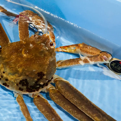 【早割 11/18配送分まで】五輝星 生