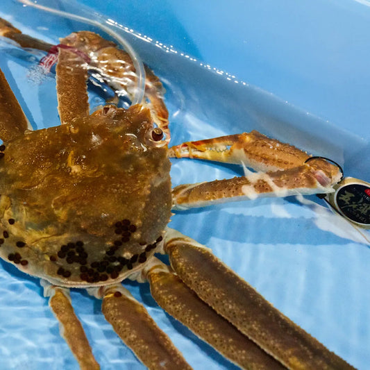 【早割 11/18配送分まで】五輝星 生