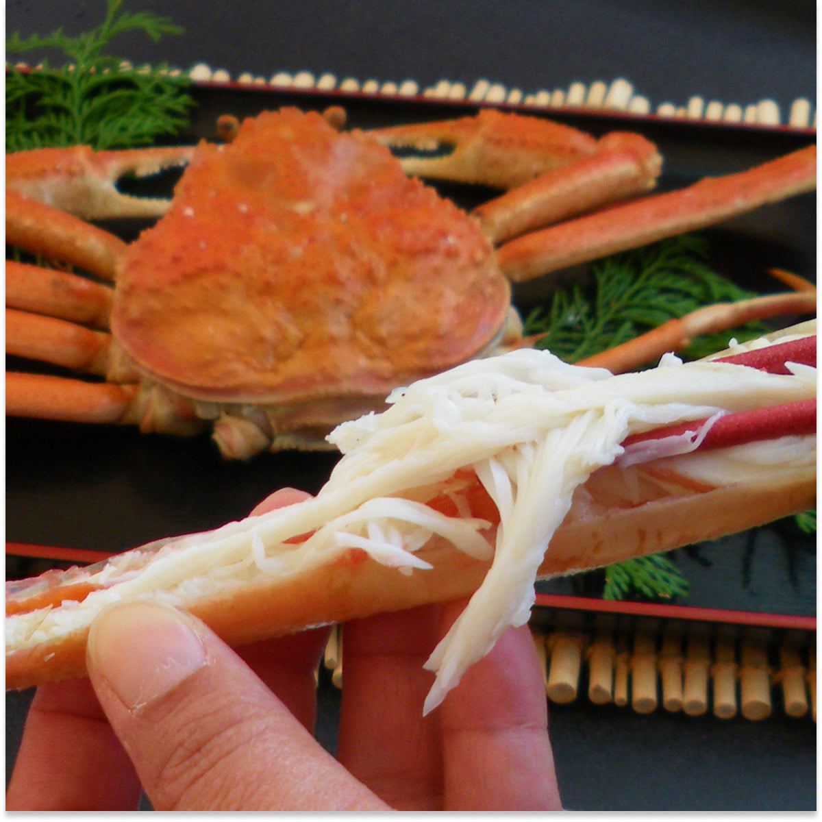 松葉がに（大中・1~1.5人前） 600g以上 ボイル