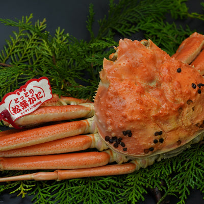 【早割】松葉がに（特々大）　1Kg以上 生