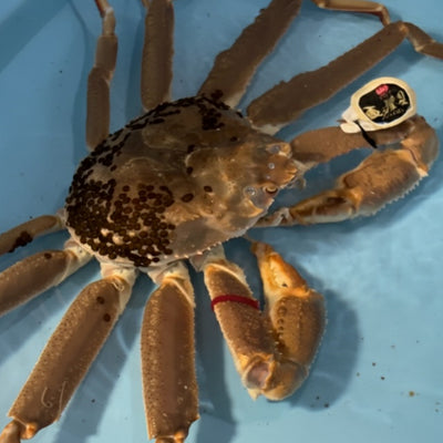 五輝星~松葉ガニ最高峰ブランド~ (超特大・2-2.5人前)