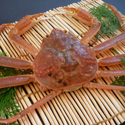 【早割】松葉がに（特々大）　1Kg以上 ボイル