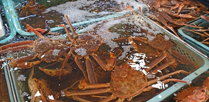 【早割 11/18配送分まで】松葉がに（大・1.5~2人前） 700g以上 生