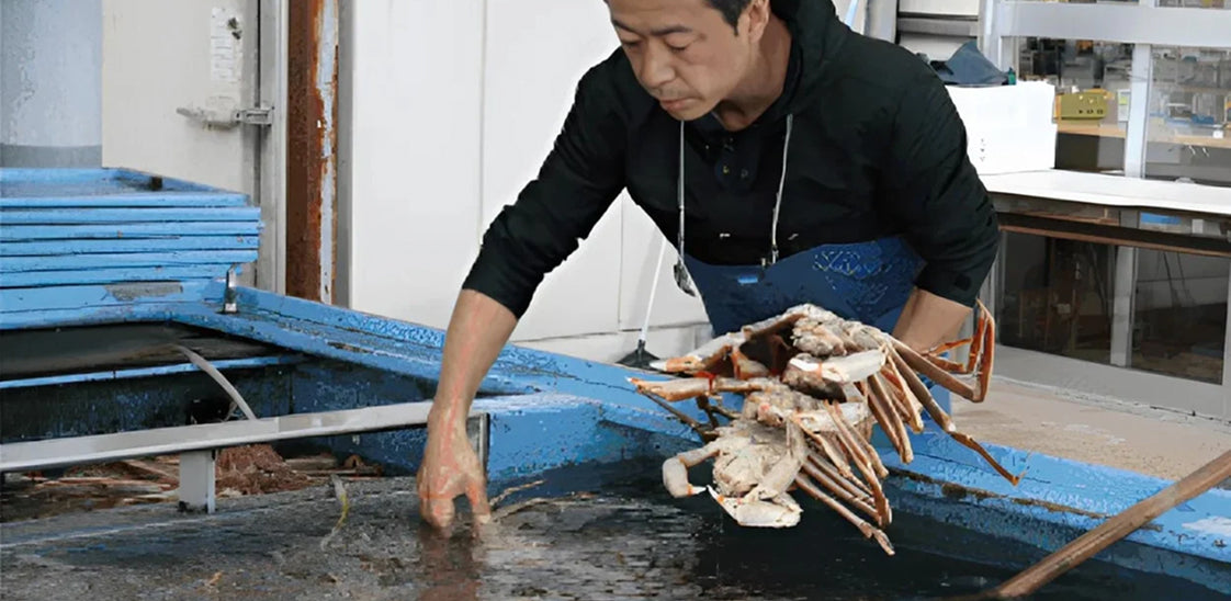 【早割 11/18配送分まで】五輝星 ボイル