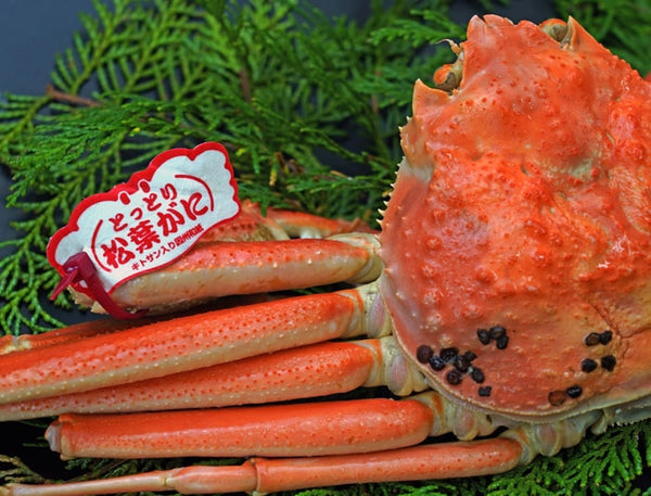 【早割 11/18配送分まで】松葉がに（超特々大・3~3.5人前）　1.2Kg以上 ボイル